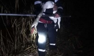 Misiune delicată pentru pompieri. Au salvat o lebădă rănită din apele unui râu