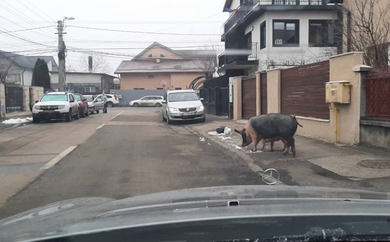 Porci ieșiți la plimbare pe o stradă din Cluj Napoca