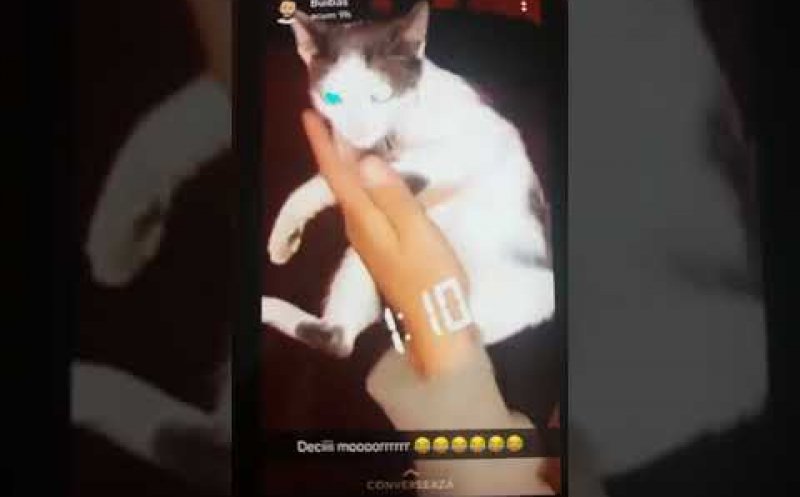 Adolescentul de 16 ani din Cluj, care s-a filmat în timp ce nenorocea o pisică, a fost internat. Va urma un tratament pentru probleme psihice