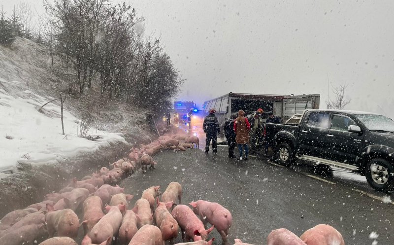 Un TIR încărcat cu 600 de porci s-a răsturnat în Pasul Tihuța