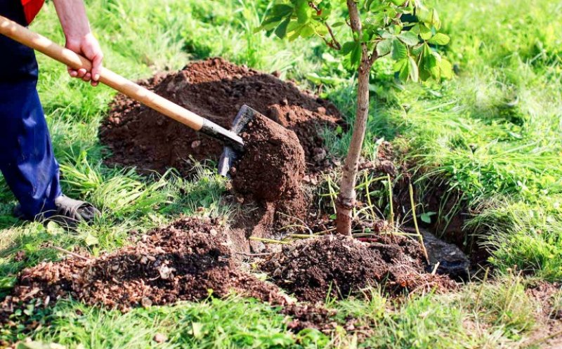 Proiect de împădurire la Cluj. Plantare de copaci de-a lungul a șase drumuri județene