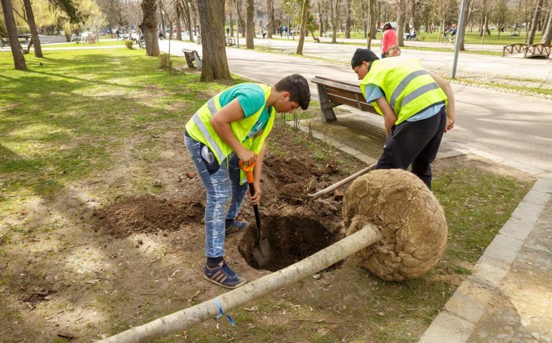 Ziua de Cluj | Cum poţi cere plantarea, toaletarea sau doborârea de copaci  la Cluj-Napoca