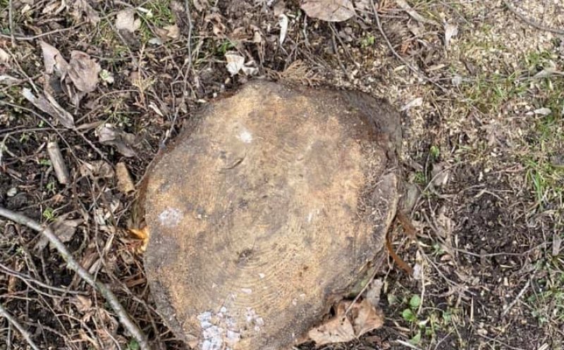 Pe cine încurcă arborii din parcul Detunata?