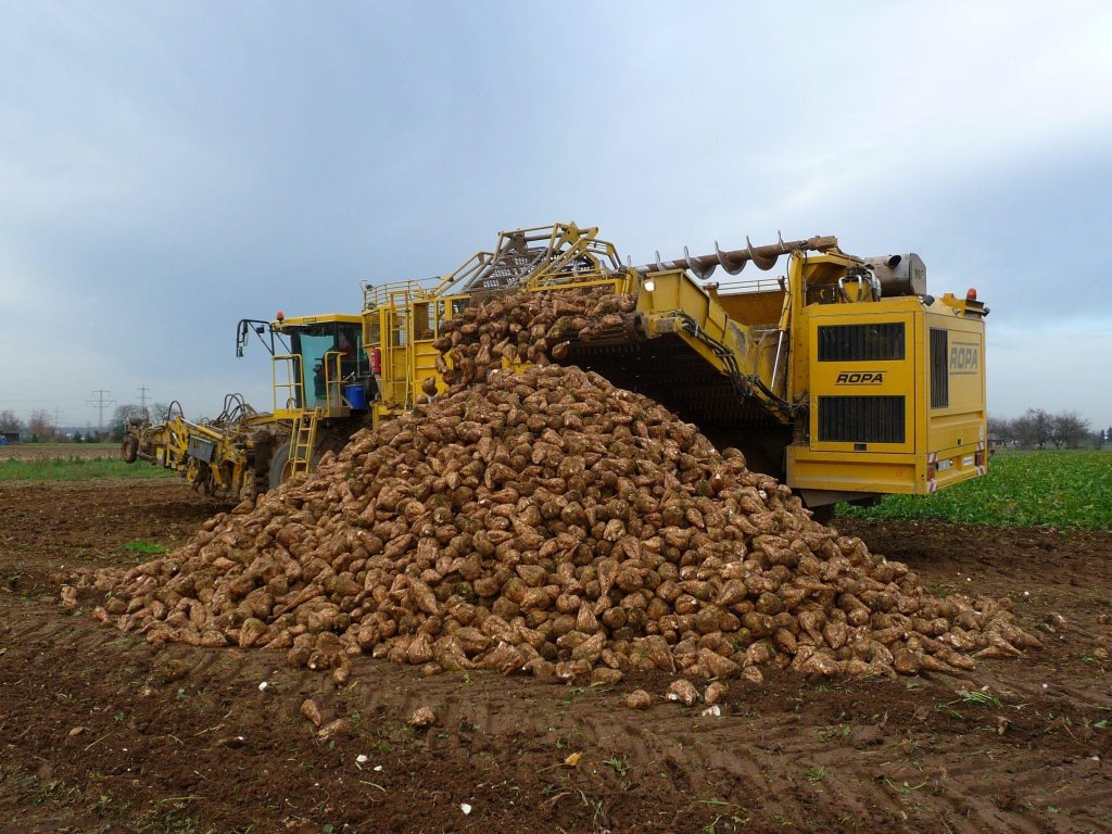 Producătorii de sfeclă de zahăr din Cluj au intrat în vizorul asigurătorilor