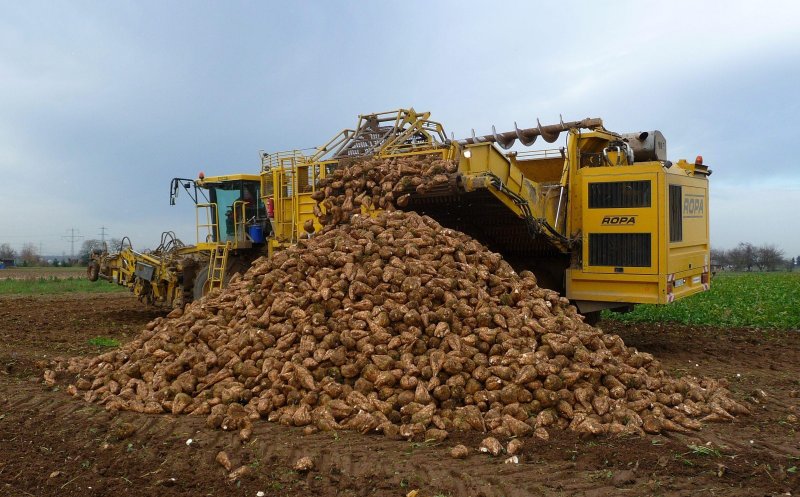 Producătorii de sfeclă de zahăr din Cluj au intrat în vizorul asigurătorilor