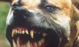 Incident grav în Parcul Central. Un copil de 4 ani a fost atacat și mușcat de un câine lăsat liber