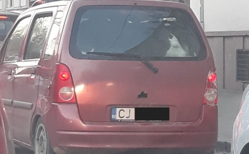 Cu vițeii, în maşină, la plimbare prin Cluj Napoca