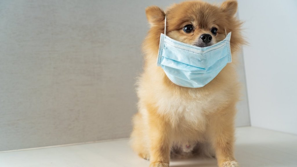 Este gata primul vaccin anti-COVID pentru animale