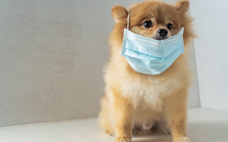 Este gata primul vaccin anti-COVID pentru animale