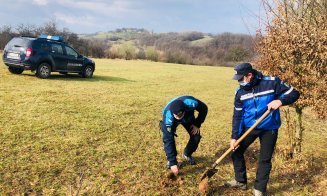 Jandarmi clujeni au dat bastonul pe lopată. La plantat de stejari