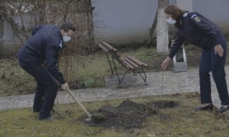 Jandarmi clujeni au dat bastonul pe lopată. La plantat de stejari