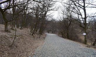 "Distrugerea Pădurii Hoia prin pietruire a început"