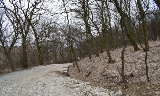"Distrugerea Pădurii Hoia prin pietruire a început"