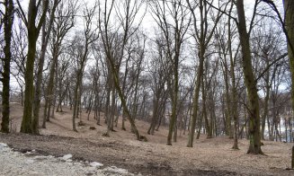 "Distrugerea Pădurii Hoia prin pietruire a început"