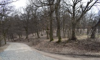 "Distrugerea Pădurii Hoia prin pietruire a început"