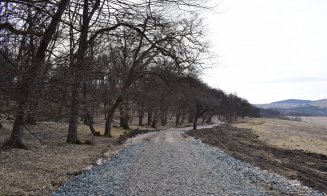 "Distrugerea Pădurii Hoia prin pietruire a început"