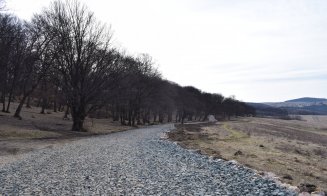 "Distrugerea Pădurii Hoia prin pietruire a început"