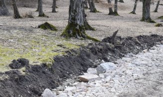"Distrugerea Pădurii Hoia prin pietruire a început"