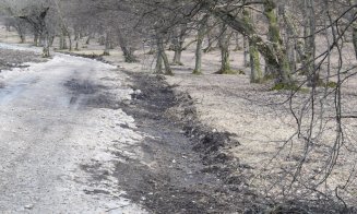 "Distrugerea Pădurii Hoia prin pietruire a început"