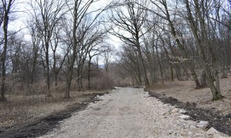 "Distrugerea Pădurii Hoia prin pietruire a început"