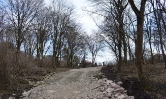 "Distrugerea Pădurii Hoia prin pietruire a început"