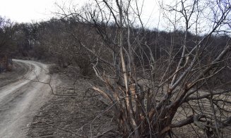 "Distrugerea Pădurii Hoia prin pietruire a început"