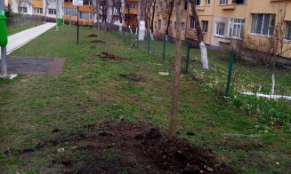 Municipalitatea plantează copaci în grădinile din cartiere, dar îi lasă pe clujeni cu gunoiul vegetal în drum cu săptămânile