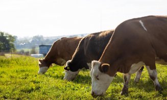Bătaie mare pe lăptarii de la Bonas. Investitorii au cumpărat toate acțiunile puse în vânzare
