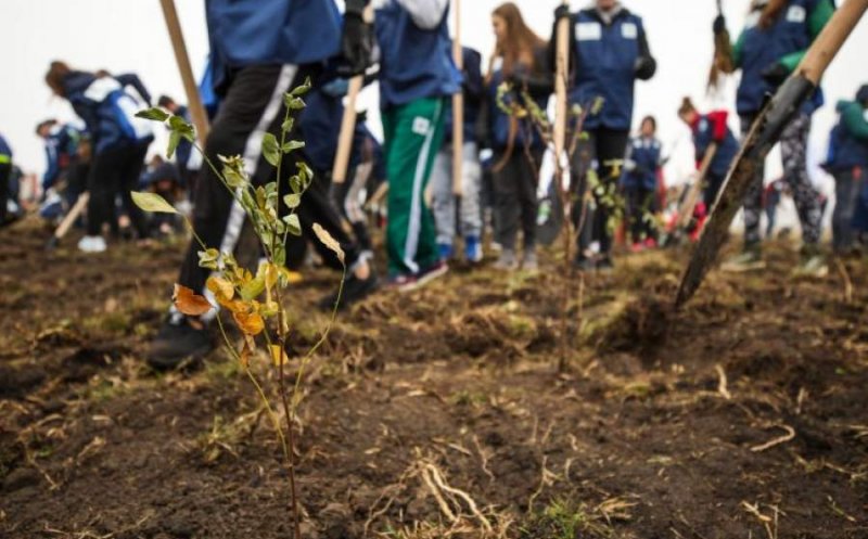 Marea împădurire la Cluj. Reîncepe plantarea celor un milion de arbori