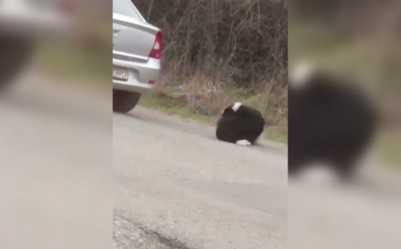 Vă amintiţi cazul câinelui legat cu o sfoară şi târât după mașină pe o stradă din Cluj? Poliţia ne spune că veterinarul care a examinat patrupedul e de partea "animalului" care l-a torturat
