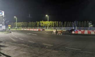 Caii de pe Drumul Național din Florești, subiect de bancuri: „Cred că erau în galop spre centrul de vaccinare” / „Aveau declarație?”
