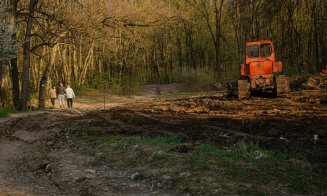 Nişte copaci prea proşti, pentru un Cluj atât de smart