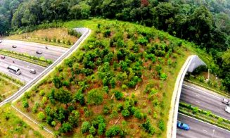 Autostrada verde Transilvania. Cum va fi cosmetizată pentru banii europeni