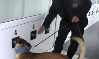 Câini dresați să depisteze infecția cu COVID-19. Au recunoscut 100% din probe şi vor fi folosiţi în aeroporturi