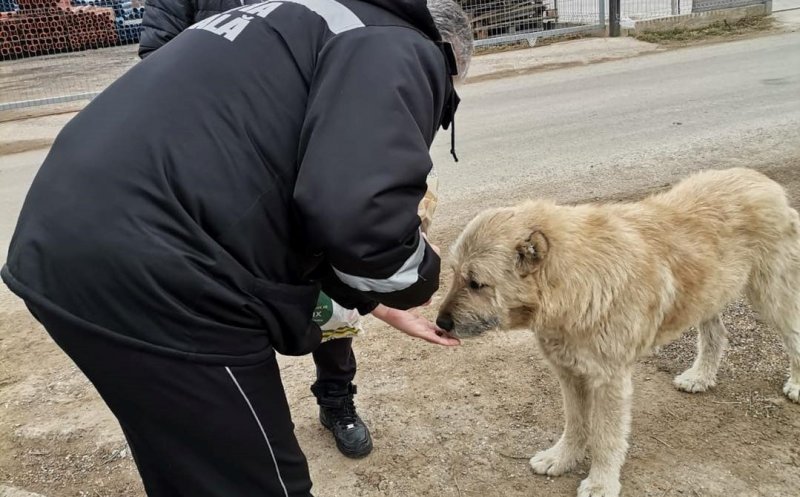 Aproape 30 de câini au fost salvați de pe străzile comunei Florești, în ultimele două luni