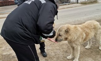 Aproape 30 de câini au fost salvați de pe străzile comunei Florești, în ultimele două luni