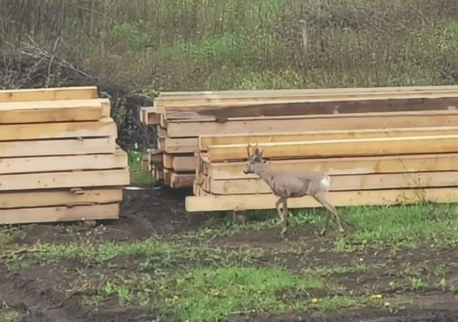 Au coborât căprioarele la oraş. În cartierul Bună Ziua din Cluj-Napoca