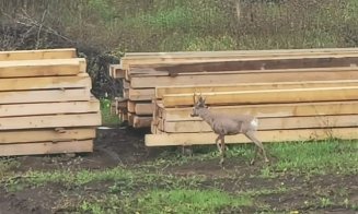 Au coborât căprioarele la oraş. În cartierul Bună Ziua din Cluj-Napoca