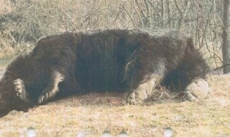 Cel mai mare urs din România, Arthur, a fost ucis de un prinț din Austria