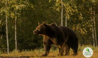 Fost senator de Cluj: „Nici n-aș putea cataloga ce e mai revoltător: uciderea ursului Arthur, ori declarațiile făcute de membrii Guvernului”