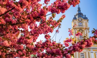 Primăvara s-a instalat la Cluj: lalele superbe și copaci înfloriți