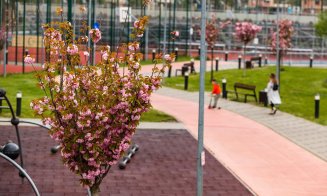 Primăvara s-a instalat la Cluj: lalele superbe și copaci înfloriți