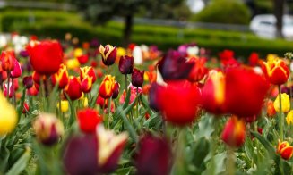 Primăvara s-a instalat la Cluj: lalele superbe și copaci înfloriți