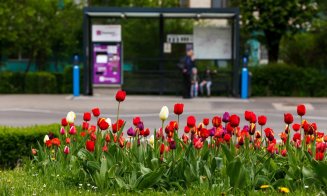 Primăvara s-a instalat la Cluj: lalele superbe și copaci înfloriți