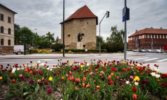 Primăvara s-a instalat la Cluj: lalele superbe și copaci înfloriți