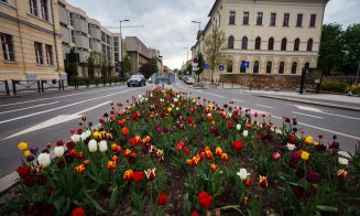 Primăvara s-a instalat la Cluj: lalele superbe și copaci înfloriți