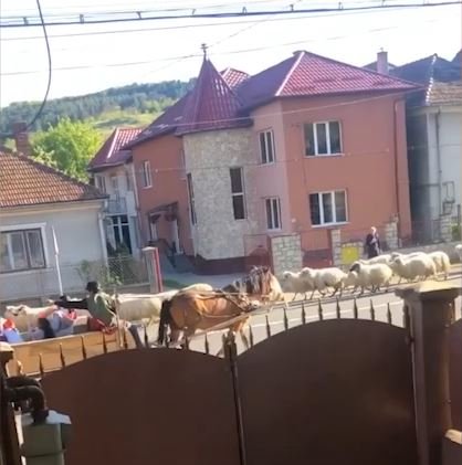 Weekend à la Cluj... "Bandă specială de circulație", duminică, în Baciu
