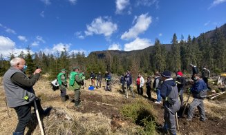 Angajații IULIUS au plantat 4.500 de copaci pentru un viitor cu aer mai curat în județele Cluj, Iași și Suceava