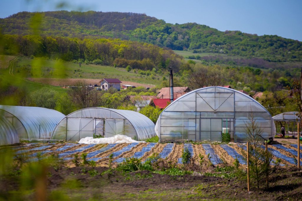 Colina Farms a introdus irigarea prin picurare. "Statul îi ignoră pe micii fermieri"