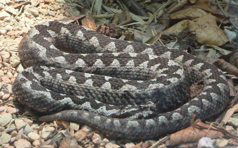 Viperele au ieșit din hibernare! Aviz amatorilor de drumeţii în Cheile Turzii, Băişoara şi Cheile Turului